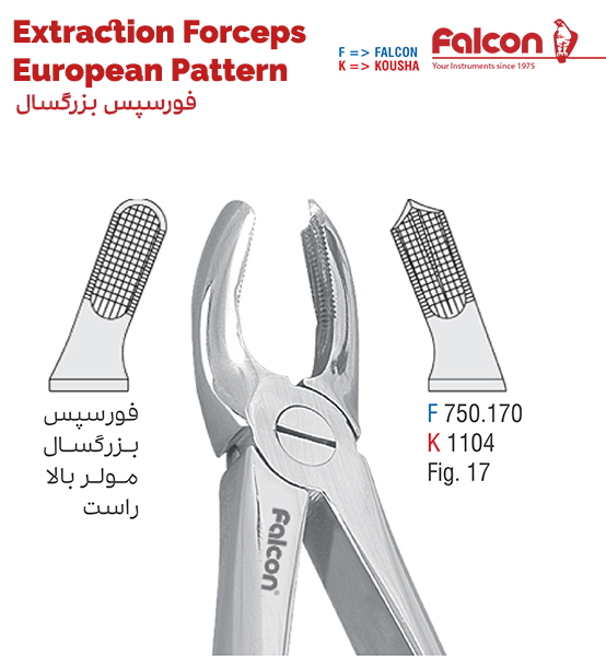 فورسپس مولر بالا راست//کوشا-Kousha/فالکن-Falcon